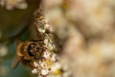 Close-up of bee pollinating on flower