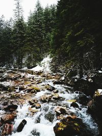 Trees growing by river in forest