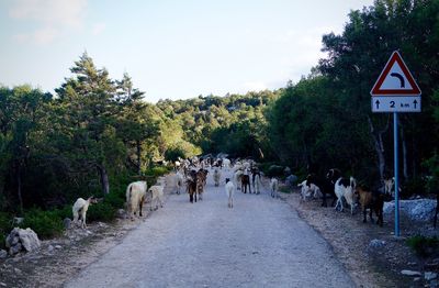 Goats walking on road amidst trees against sky