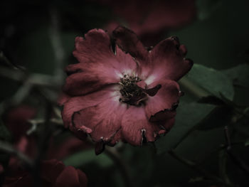 Close-up of red flower