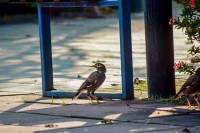 Bird perching on a footpath