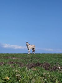 Horse standing in a field