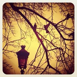 Low angle view of silhouette bare tree against sky