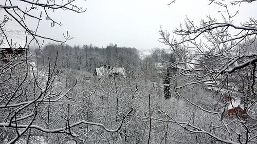 Bare trees on landscape