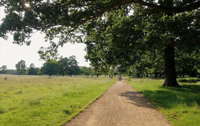 Road amidst trees on field