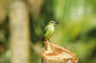 Close-up of bird perching on a plant