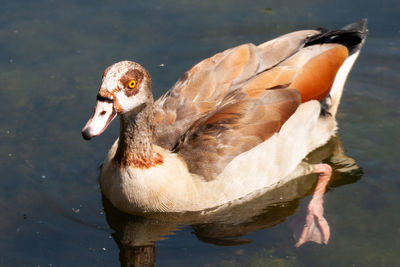 Close-up of duck swimming in lake