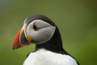 Close-up of a bird