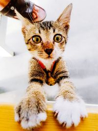 Cat looking at camera on table