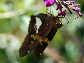 Close-up of butterfly pollinating on flower