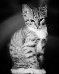 Portrait of tabby cat against black background