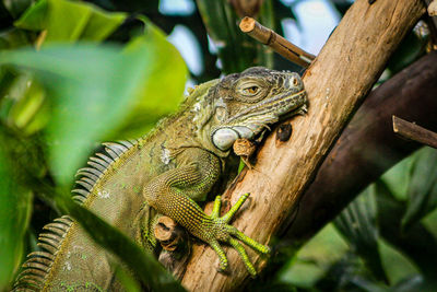 Close-up of iguana