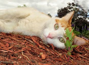 Close-up portrait of a cat