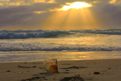 Seashell at beach against cloudy sky during sunset