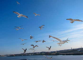 Flock of birds flying in the sky