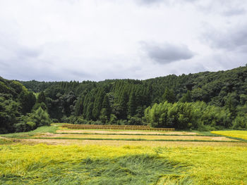 Scenic view of field against sky