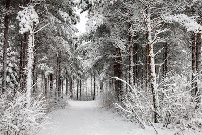 Pine trees in forest during winter