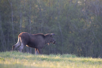 Side view of a horse on field