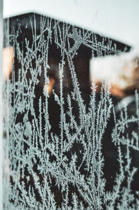Close-up of snowflakes on window