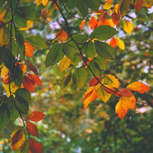 Close-up of orange leaves on tree during autumn