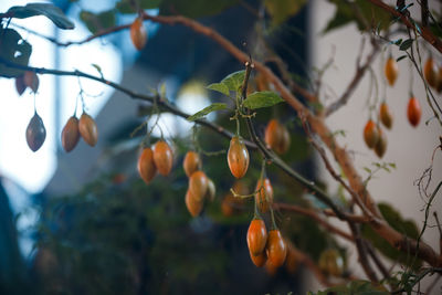 Low angle view of fruits on tree