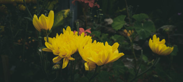 Close-up of yellow flowering plant on field