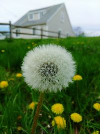 Close-up of dandelion in field