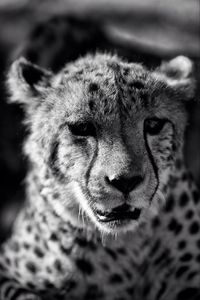 Close-up portrait of cheetah