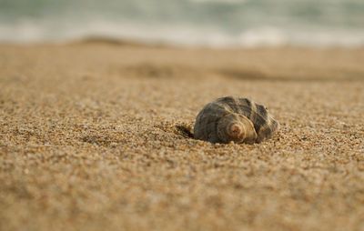 Close-up of shell on sand at beach