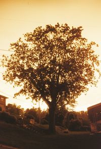 Silhouette tree by street against sky during sunset