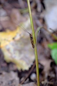 Close-up of insect on leaf in field