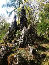Tree trunk against rocks in forest