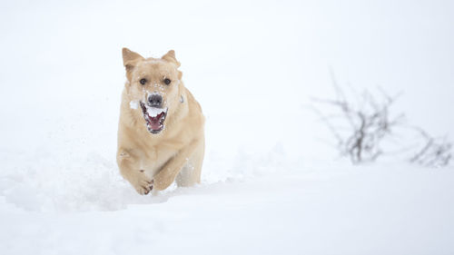 Portrait of a dog running in snow