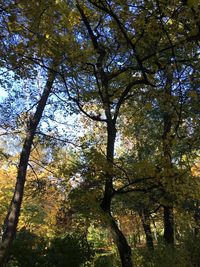 Low angle view of trees in forest