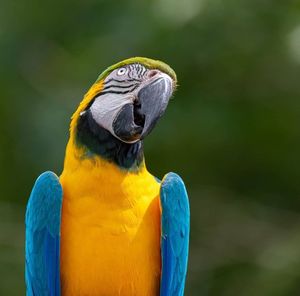 Close-up of a parrot