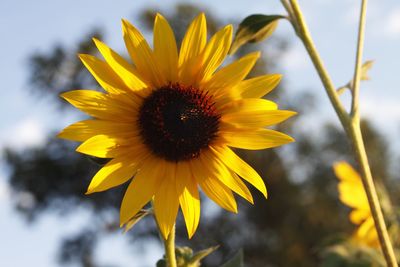 Close-up of sunflower blooming outdoors