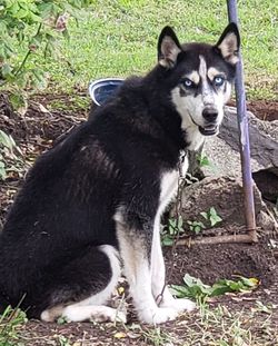 Portrait of black dog on field