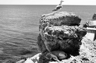 View of seagull on rock by sea