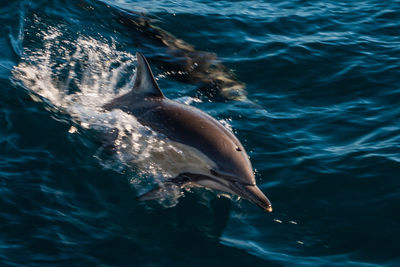 Close-up of fish swimming in sea