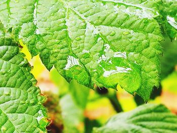 Close-up of leaves