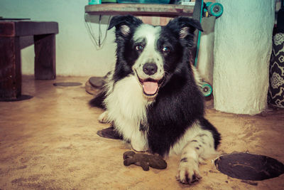 Portrait of dog sitting on floor