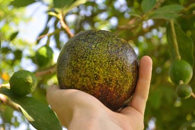 Close-up of hand holding fruit on tree