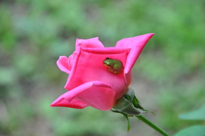 Close-up of pink rose