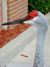 Close-up of bird