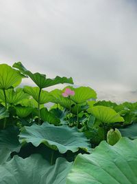 Close-up of fresh green plants against sky