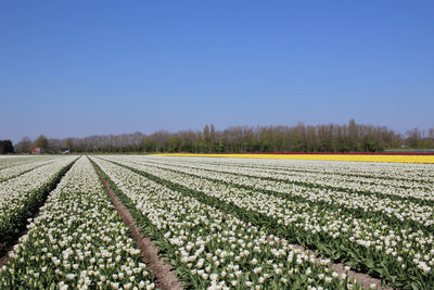 Scenic view of agricultural field against clear sky