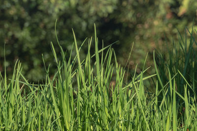 Close-up of crops growing on field
