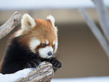 Close-up of red panda