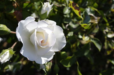 Close-up of white rose