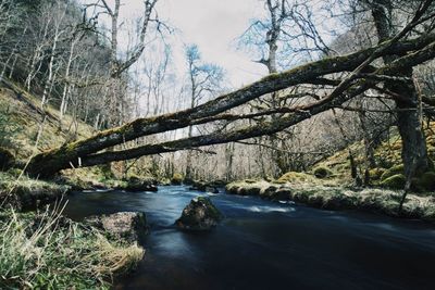 River amidst trees in forest against sky